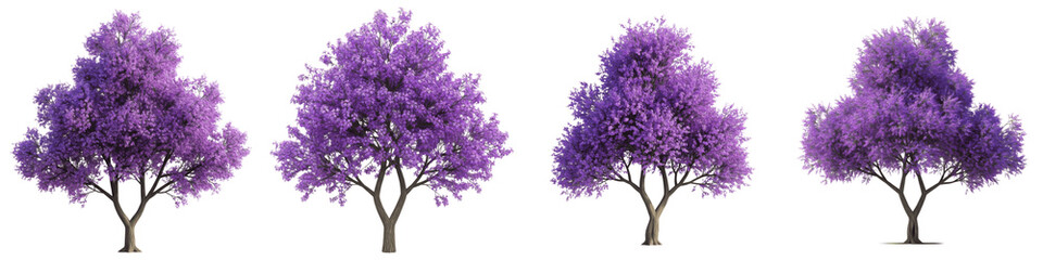 Title: Set of blooming purple jacaranda trees with vibrant flowers isolated on white background.