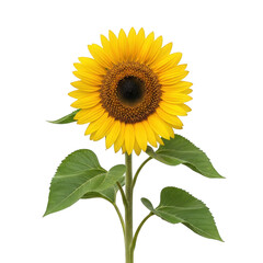 Obraz premium Vibrant sunflower with green leaves isolated on transparent background