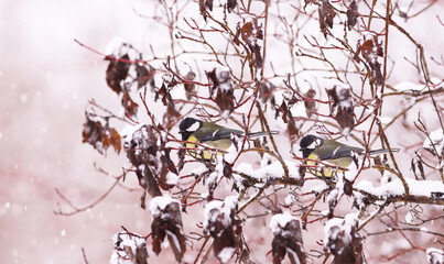 Two great tits among last year's leaves covered with snow..... © chermit