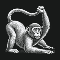 Fototapeta premium Engraved Monkey Illustration: A Detailed Vintage Style Drawing.