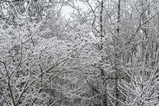 snow on the bare twigs of trees in winter