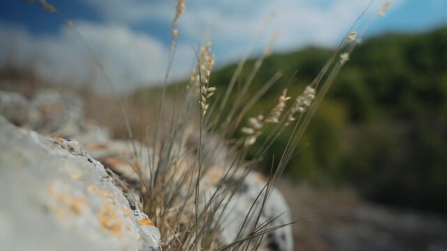 The dry grass is swaying in the wind. Cinematic macro. Ears of corn in close-up. Plants on a stone plateau. Hot August. Near the mountain forest. Bouteloua curtipendula.