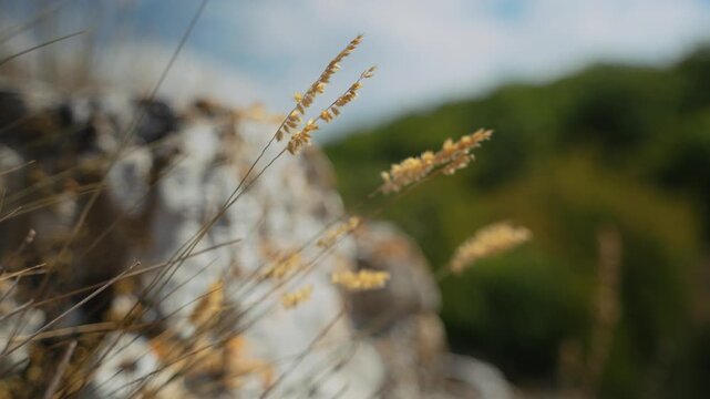 The dry grass is swaying in the wind. Cinematic macro. Ears of corn in close-up. Plants on a stone plateau. Hot August. Near the mountain forest. Bouteloua curtipendula.
