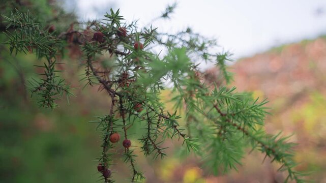 The branches of the juniper waver in the wind. Mountain summer forest. Coniferous tree close-up. Cinematic macro. Small red cones of pine needles.