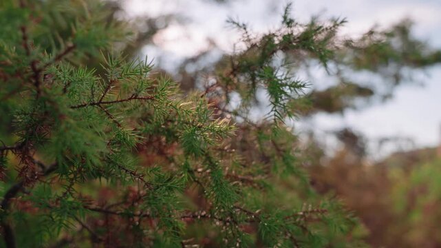 The branches of the juniper waver in the wind. Mountain summer forest. Coniferous tree close-up. Cinematic macro. Small red cones of pine needles.