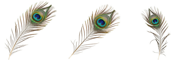 Set of three elegant peacock feathers with vibrant blue and green eye patterns, exotic plumage illustration isolated on white background. © Druvh
