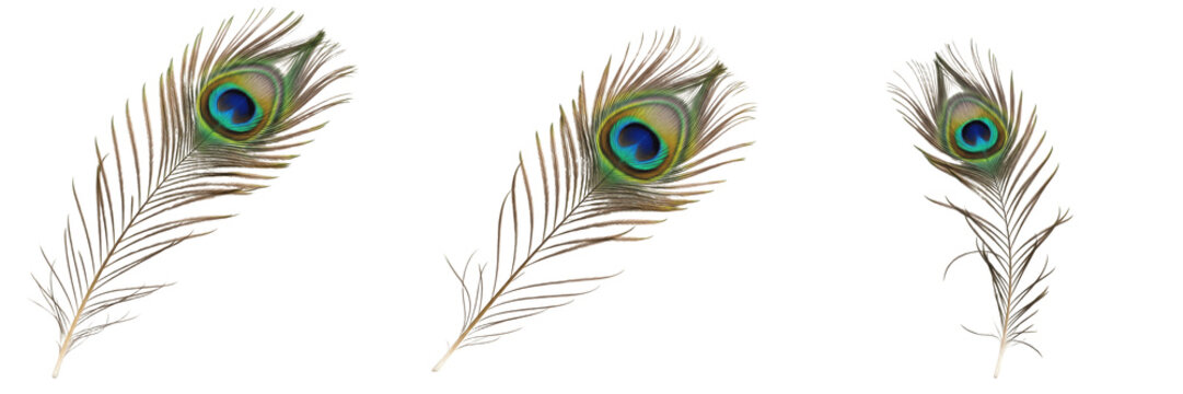 Set of three elegant peacock feathers with vibrant blue and green eye patterns, exotic plumage illustration isolated on white background.