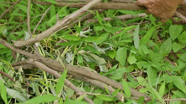 Collecting firewood twigs from green grass, Hand picking dry wooden branches in the garden, Natural fuel utilization and traditional energy concept
