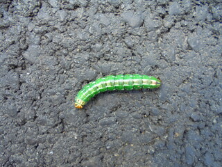 Close-up of a bright green caterpillar with a pale head crawling across rough dark asphalt. Overhead composition in natural daylight shows segmented body and road texture clearly. © Dan