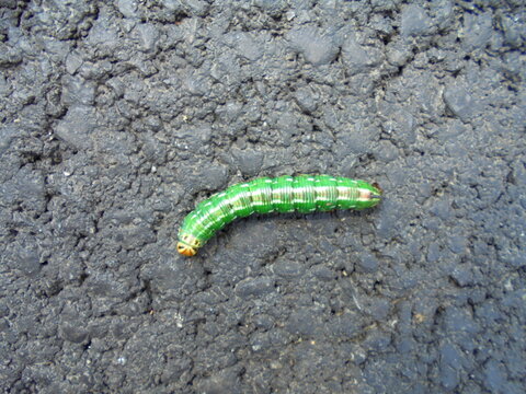 Close-up of a bright green caterpillar with a pale head crawling across rough dark asphalt. Overhead composition in natural daylight shows segmented body and road texture clearly.
