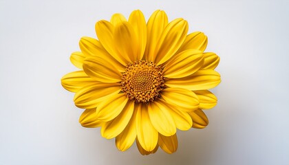 Overhead Shot Reveals A Vibrant Sun Yellow Flower Isolated On Solid White Background Png5