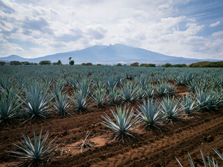 Tequila agave landscape in Jalisco Mexico