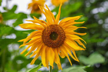 Vibrant Yellow Sunflower Closeup with Golden Center and Curved Petals against Blurred Green Leaves Background