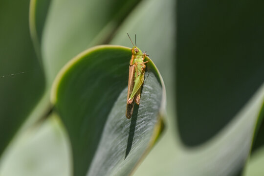 A small green grasshopper rests on a leaf