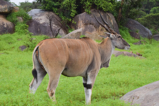 An eland antelope in a nature reserve in Africa
