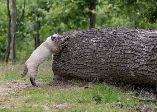 Detalhe de gato a afiar as unhas num tronco de madeira.