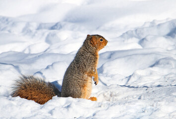 Portrait of a cute grey squirrel standing on snow