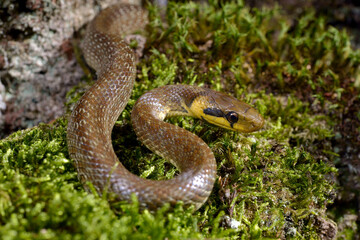 Obraz premium Äskulapnatter // Aesculapian snake (Zamenis longissimus) - Odenwald, Germany