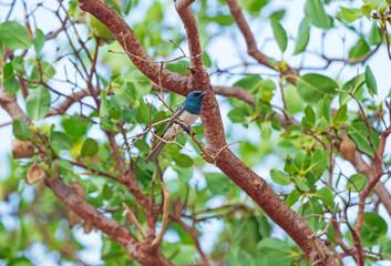 A Leaden Flycatcher Perched in a Tree