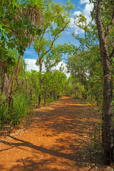 Trail Through Australian northern Tropical Forests