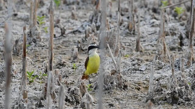 Common great kiskadee looking around before pooping and taking flight. Pitangus sulphuratus