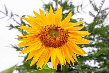 Vibrant Sunflower with Honeybee on Golden Center against Blurred Green Conifer Foliage Background