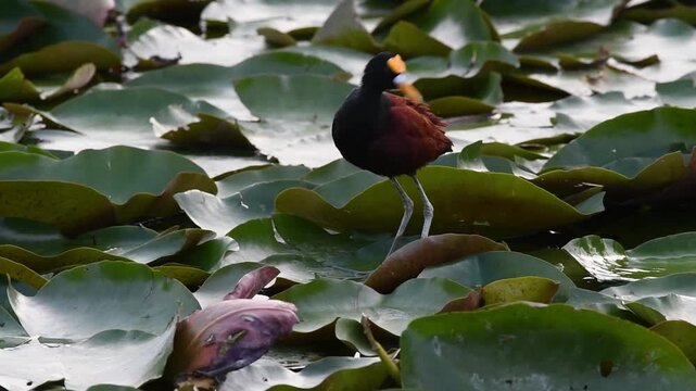 Northern jacana standing on water lilies in a wetland preens its feathers with its beak.