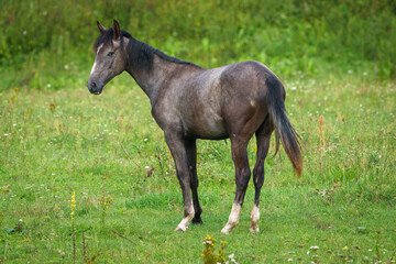Obraz premium horse in the meadow