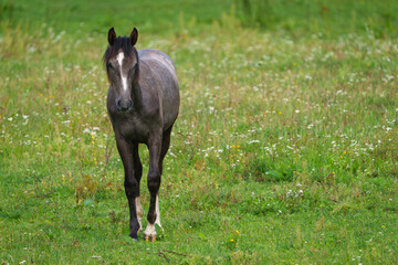 black horse on the meadow