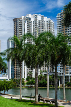palm trees in Miami, downtown 