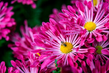 A bee is collecting nectar on a pink chrysanthemum. © YOUMING VISION