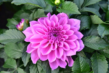 Pink dahlia flower