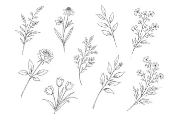 Obraz premium Botanical Line Art Collection