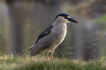 Obraz premium black crowned night heron