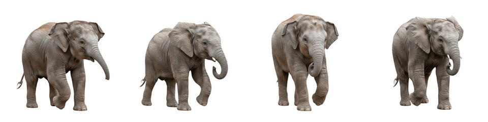 Obraz premium Set and Collection of Realistic African Elephants, Walking Wild Elephant Bundle with Detailed Skin Texture and Trunk Poses, Isolated on White Transparent PNG Background