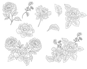 Hand Drawn Peony, Anemone, and Wild Flower