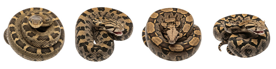 Obraz premium Set and Collection of Realistic Coiled Snakes, Tropical Python and Viper Bundle with Camouflage Patterns, Isolated on White Transparent PNG Background