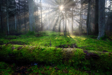 Obraz premium Sunny morning in the green forest