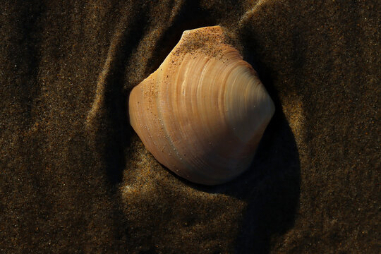 Shell on the sand at Ensenada, Mexico.