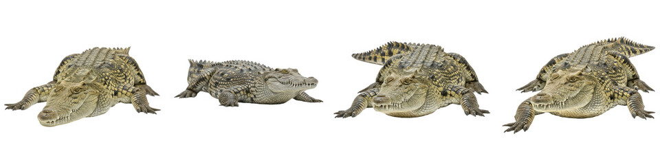 Obraz premium Set and Collection of Realistic Nile Crocodiles and Alligators, Wild Reptile and Predator Character Bundle, Isolated on White Transparent PNG Background