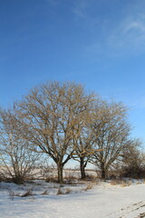 A snowy field with trees