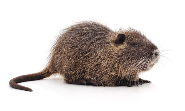 Brown nutria or coypu standing on a white background.