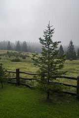 Fototapeta premium Atmospheric Foggy Weather Mountain Meadow Pine Tree Forest on Heavy Rain Day, Green Nature Relaxing Weekend, Wood Log Fence.