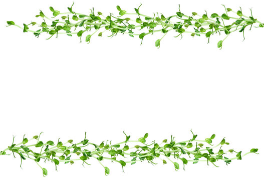 Border (frame) made from pea microgreen shoots. Fresh green frame for healthy food, eco lifestyle and natural design, with copy space.