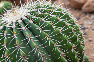 Fototapeta premium Sharp Cactus Spines And Thorns Macro Texture Background
