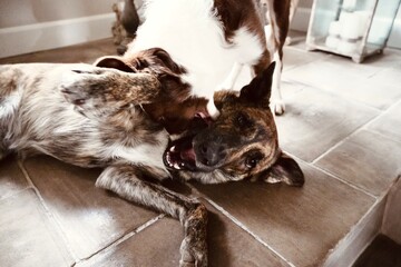 Brindle Adult Dog and Brown White Dog Engaged in Rough Play Indoors on Kitchen Floor
