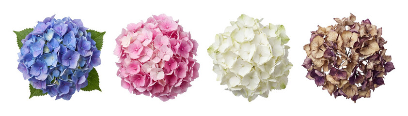 Fototapeta premium Hydrangea head set.