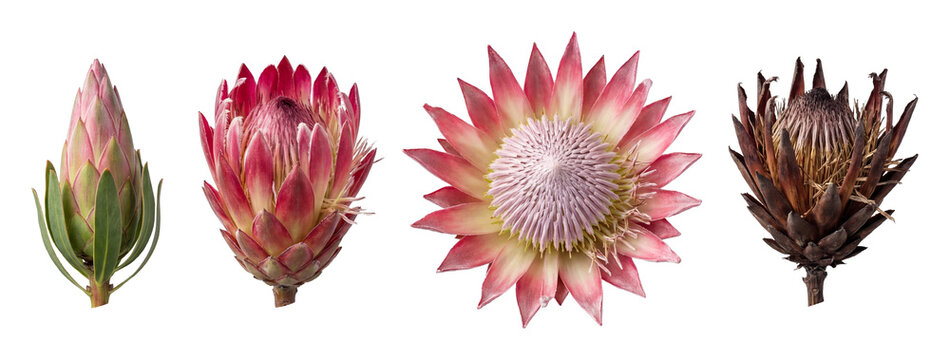 Protea flower set.