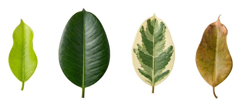 Ficus leaf set.