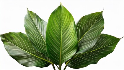 Obraz premium Natural Of Tropical Green Leaves Of Leaf Isolated On A Transparent Background